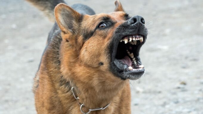 Adolescente fue atacada por perro callejero en las calles de Pitrufquén