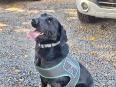 Gendarmería de La Araucanía busca hogar que adopte a perrita especialista en seguridad
