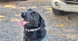 Gendarmería de La Araucanía busca hogar que adopte a perrita especialista en seguridad