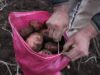 Firman convenio para potenciar el cultivo de papa nativa y legumbres en La Araucanía