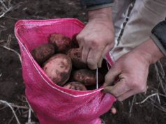 Firman convenio para potenciar el cultivo de papa nativa y legumbres en La Araucanía