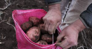 Firman convenio para potenciar el cultivo de papa nativa y legumbres en La Araucanía