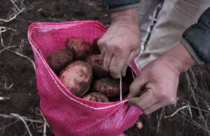 Firman convenio para potenciar el cultivo de papa nativa y legumbres en La Araucanía