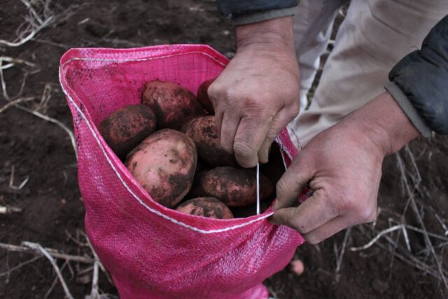 Firman convenio para potenciar el cultivo de papa nativa y legumbres en La Araucanía