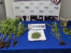 Incautan nueve plantas de marihuana en una comunidad de Galvarino