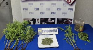 Incautan nueve plantas de marihuana en una comunidad de Galvarino