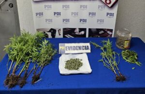 Incautan nueve plantas de marihuana en una comunidad de Galvarino