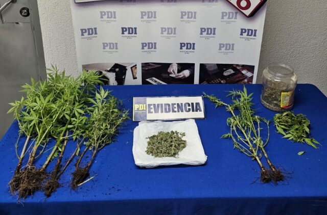 Incautan nueve plantas de marihuana en una comunidad de Galvarino
