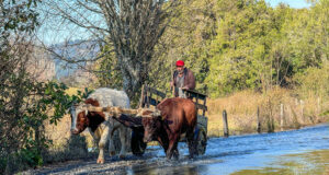 Situación de animales preocupa a familias afectadas por inundaciones en zona costera de La Araucanía