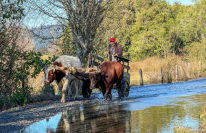Situación de animales preocupa a familias afectadas por inundaciones en zona costera de La Araucanía