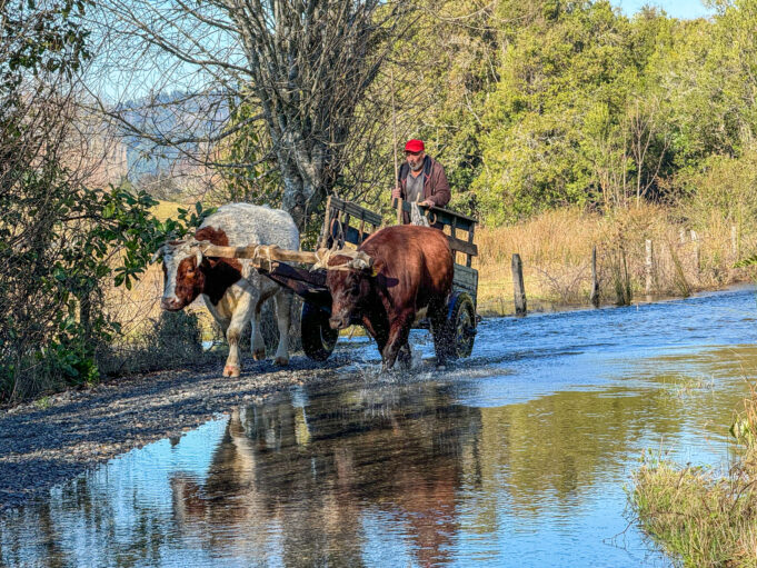 Situación de animales preocupa a familias afectadas por inundaciones en zona costera de La Araucanía