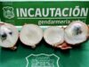 Oculta en cebollas intentaron ingresar droga a la cárcel de Temuco