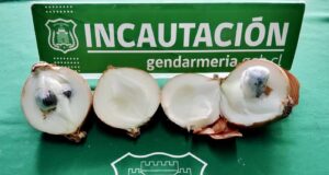 Oculta en cebollas intentaron ingresar droga a la cárcel de Temuco