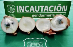 Oculta en cebollas intentaron ingresar droga a la cárcel de Temuco