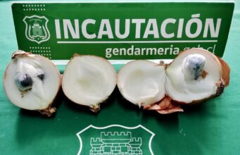Oculta en cebollas intentaron ingresar droga a la cárcel de Temuco