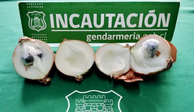 Oculta en cebollas intentaron ingresar droga a la cárcel de Temuco
