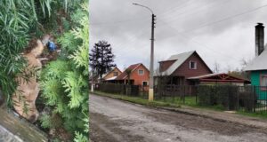 Alerta en Freire por muerte masiva de canes en la localidad de Coipúe