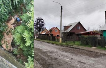 Alerta en Freire por muerte masiva de canes en la localidad de Coipúe