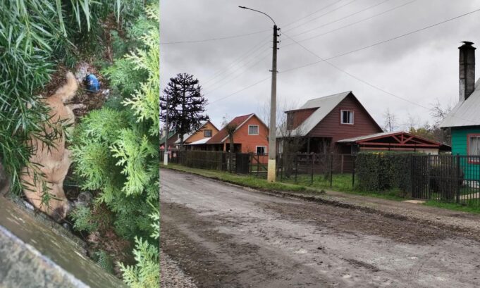 Alerta en Freire por muerte masiva de canes en la localidad de Coipúe