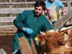 SAG inició el plan final para erradicar la brucelosis bovina en La Araucanía
