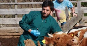 SAG inició el plan final para erradicar la brucelosis bovina en La Araucanía