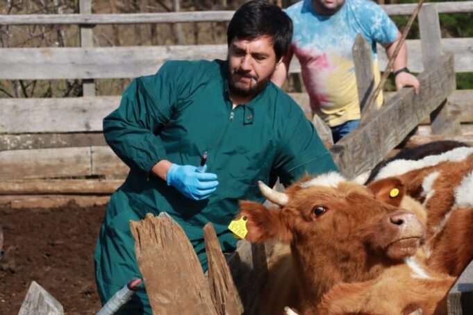 SAG inició el plan final para erradicar la brucelosis bovina en La Araucanía