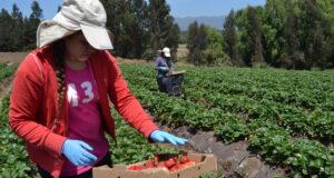 Concurso sólo para mujeres financiará proyectos de riego a las pequeñas agricultoras de La Araucanía
