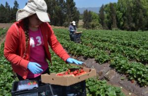 Concurso sólo para mujeres financiará proyectos de riego a las pequeñas agricultoras de La Araucanía