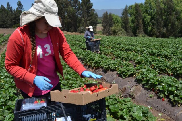 Concurso sólo para mujeres financiará proyectos de riego a las pequeñas agricultoras de La Araucanía
