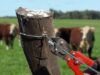 Agricultores de Malleco llaman a aumentar controles y patrullaje ante eventual aumento de abigeatos