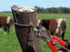 Agricultores de Malleco llaman a aumentar controles y patrullaje ante eventual aumento de abigeatos