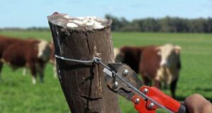 Agricultores de Malleco llaman a aumentar controles y patrullaje ante eventual aumento de abigeatos