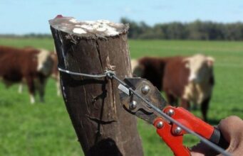 Agricultores de Malleco llaman a aumentar controles y patrullaje ante eventual aumento de abigeatos
