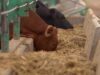 Clausuran matadero clandestino en sector rural de Freire: denuncia anónima alertó posibles casos de maltrato animal