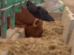 Clausuran matadero clandestino en sector rural de Freire: denuncia anónima alertó posibles casos de maltrato animal