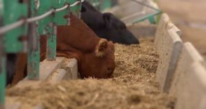 Clausuran matadero clandestino en sector rural de Freire: denuncia anónima alertó posibles casos de maltrato animal