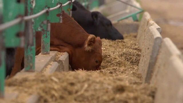 Clausuran matadero clandestino en sector rural de Freire: denuncia anónima alertó posibles casos de maltrato animal