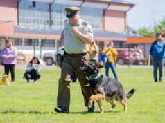 Carabineros de Pitrufquén confirma la muerte del can policial «Fígaro del emblema verde»
