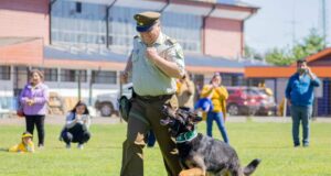 Carabineros de Pitrufquén confirma la muerte del can policial «Fígaro del emblema verde»