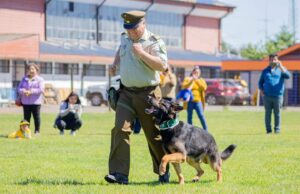 Carabineros de Pitrufquén confirma la muerte del can policial «Fígaro del emblema verde»