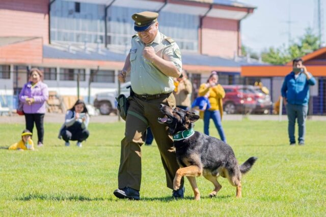 Carabineros de Pitrufquén confirma la muerte del can policial «Fígaro del emblema verde»