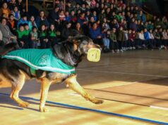 Fígaro del emblema verde, el perro policial de Pitrufquén, enfrenta delicado momento de salud