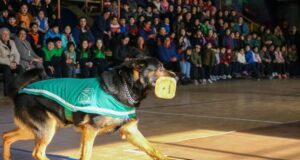 Fígaro del emblema verde, el perro policial de Pitrufquén, enfrenta delicado momento de salud