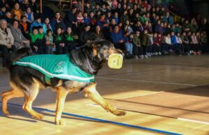 Fígaro del emblema verde, el perro policial de Pitrufquén, enfrenta delicado momento de salud