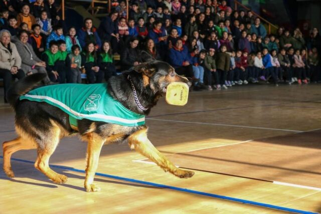Fígaro del emblema verde, el perro policial de Pitrufquén, enfrenta delicado momento de salud