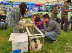 Exitosa 5° versión de la fiesta del huevo azul: un colorido encuentro familiar en Pitrufquén