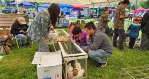 Exitosa 5° versión de la fiesta del huevo azul: un colorido encuentro familiar en Pitrufquén