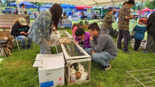 Exitosa 5° versión de la fiesta del huevo azul: un colorido encuentro familiar en Pitrufquén