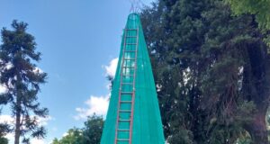 Inicia la temporada navideña en Freire con la instalación del árbol de navidad