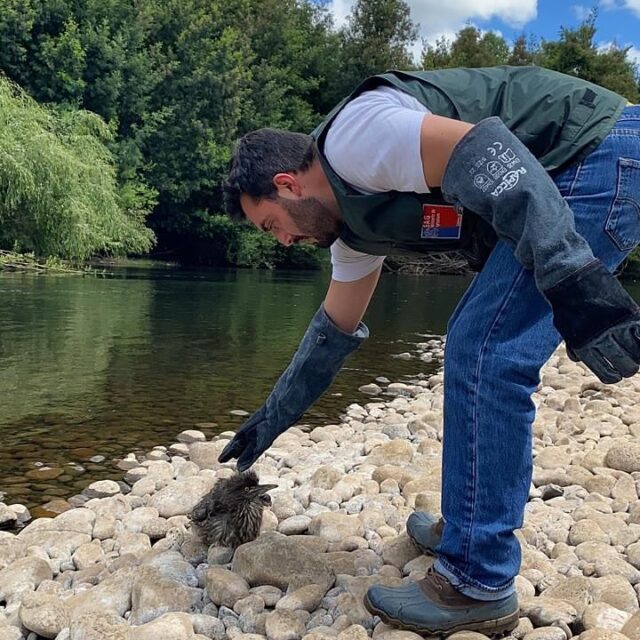 Vecinos Rescatan a Huairavo Juvenil en Pitrufquén: Ave es Liberada en su Hábitat Natural por Personal del SAG